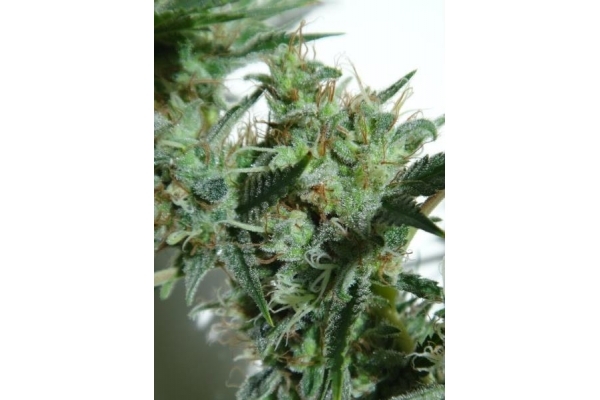 Orient Express (ACE Seeds) feminizada Orient Express (ACE Seeds) feminizada