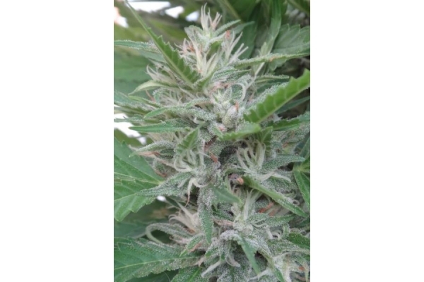 Orient Express (ACE Seeds) feminizada Orient Express (ACE Seeds) feminizada