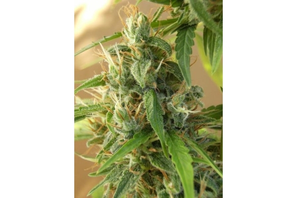 Panama (ACE Seeds) feminizada Panama (ACE Seeds) feminizada