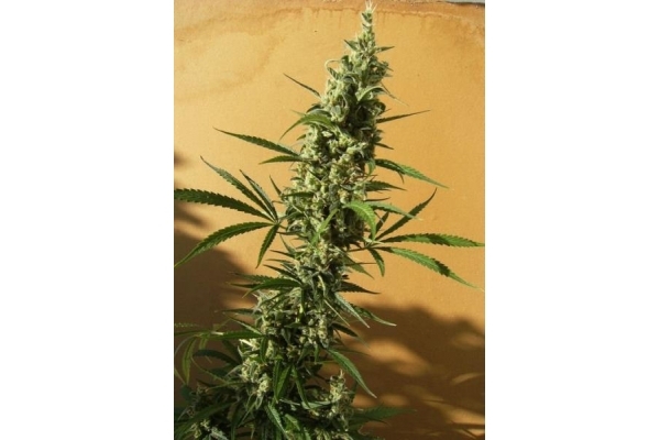 Panama (ACE Seeds) feminizada Panama (ACE Seeds) feminizada