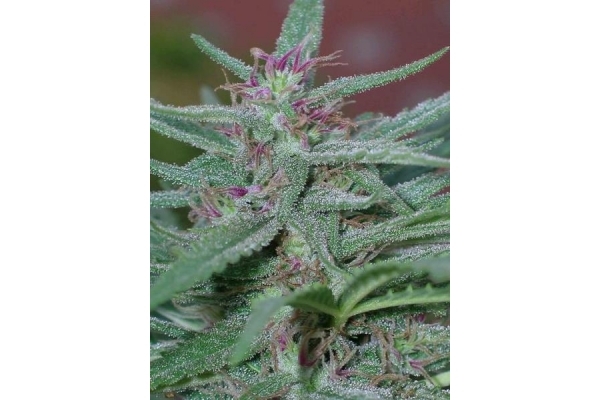 Panama (ACE Seeds) feminizada Panama (ACE Seeds) feminizada