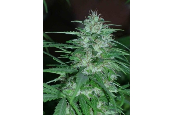 Panama (ACE Seeds) feminizada Panama (ACE Seeds) feminizada