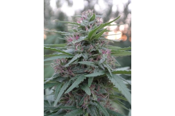 Panama (ACE Seeds) feminizada Panama (ACE Seeds) feminizada