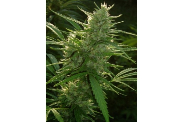 Panama (ACE Seeds) feminizada Panama (ACE Seeds) feminizada