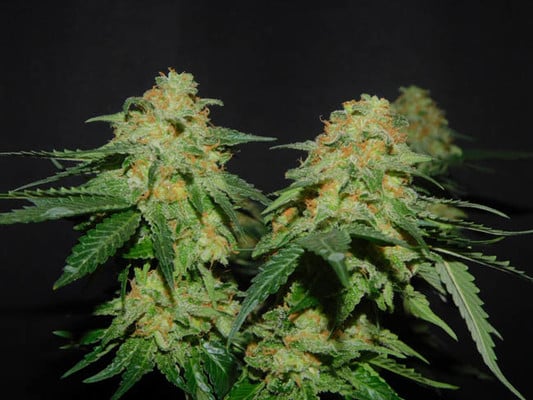 Spliff's Strawberry (Spliff Seeds) feminizada Spliff's Strawberry (Spliff Seeds) feminizada
