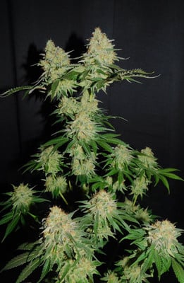 Spliff's Strawberry (Spliff Seeds) feminizada Spliff's Strawberry (Spliff Seeds) feminizada