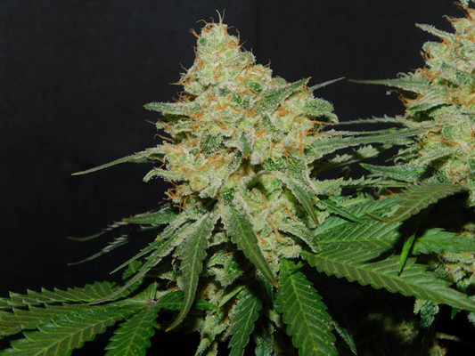 Spliff's Strawberry (Spliff Seeds) feminizada Spliff's Strawberry (Spliff Seeds) feminizada