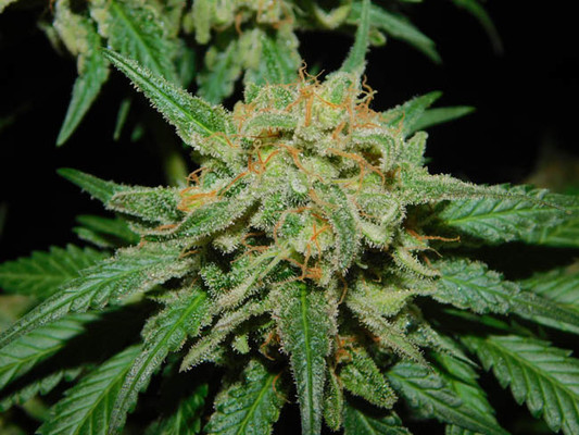 Spliff's Strawberry (Spliff Seeds) feminizada Spliff's Strawberry (Spliff Seeds) feminizada