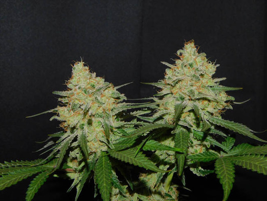 Spliff's Strawberry (Spliff Seeds) feminizada Spliff's Strawberry (Spliff Seeds) feminizada