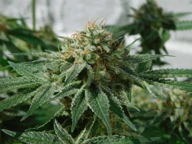 LA Affie (Cali Connection) feminizada