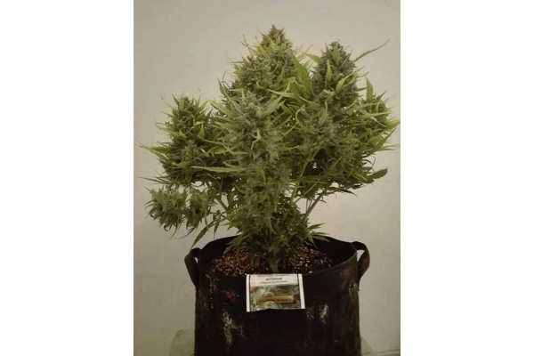 Auto White Widow (Dutch Passion) feminizada Auto White Widow (Dutch Passion) feminizada