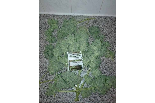 Auto White Widow (Dutch Passion) feminizada Auto White Widow (Dutch Passion) feminizada