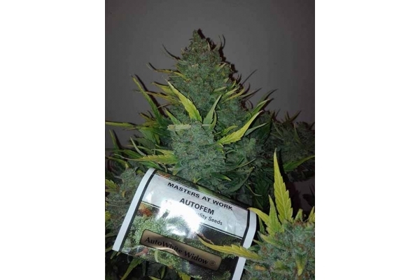 Auto White Widow (Dutch Passion) feminizada Auto White Widow (Dutch Passion) feminizada