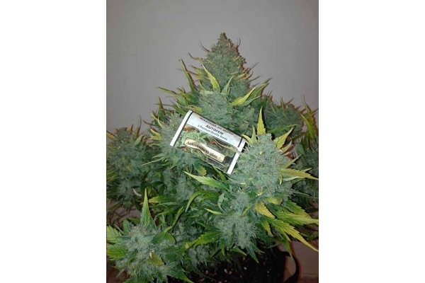 Auto White Widow (Dutch Passion) feminizada Auto White Widow (Dutch Passion) feminizada