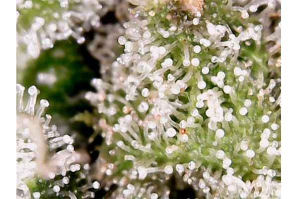 Blue Auto Mazar (Dutch Passion) feminizada