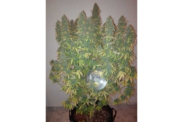 Big Bang Autoflowering (Greenhouse Seeds) feminizada