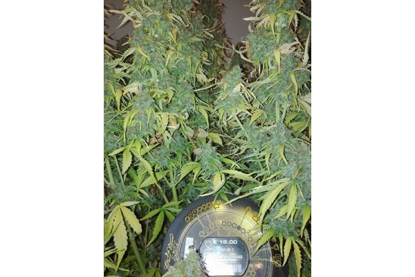 Big Bang Autoflowering (Greenhouse Seeds) feminizada