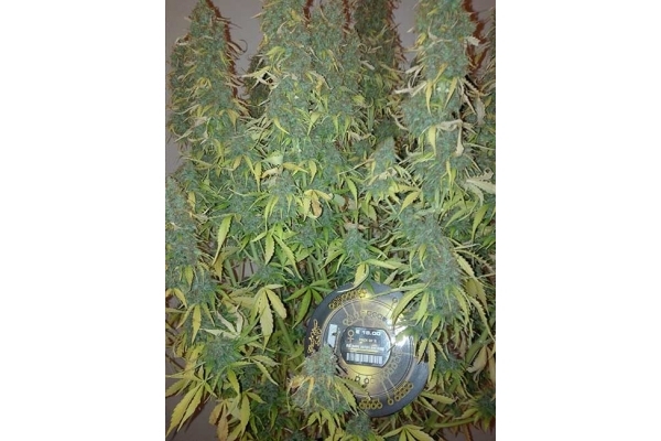 Big Bang Autoflowering (Greenhouse Seeds) feminizada
