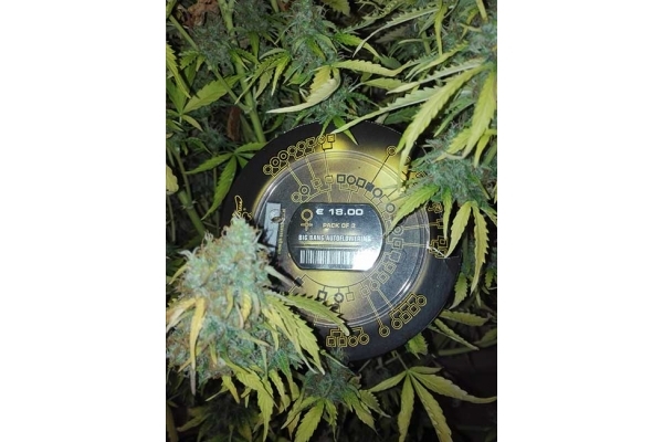 Big Bang Autoflowering (Greenhouse Seeds) feminizada