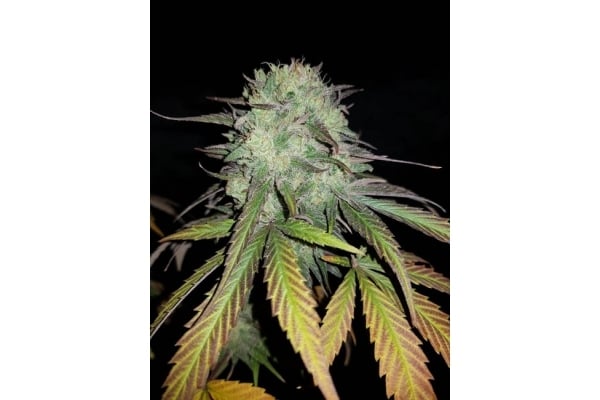 Painkiller XL (Royal Queen Seeds) feminizada Painkiller XL (Royal Queen Seeds) feminizada