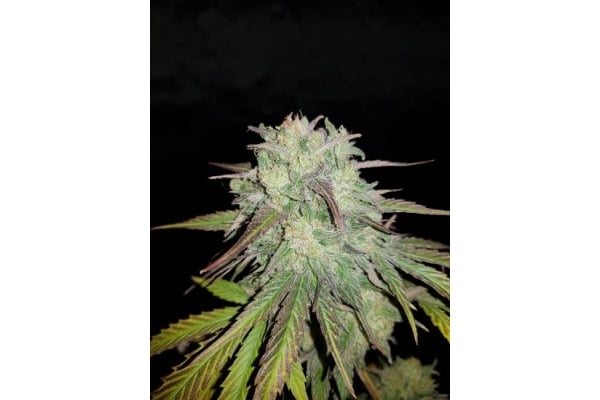 Painkiller XL (Royal Queen Seeds) feminizada Painkiller XL (Royal Queen Seeds) feminizada
