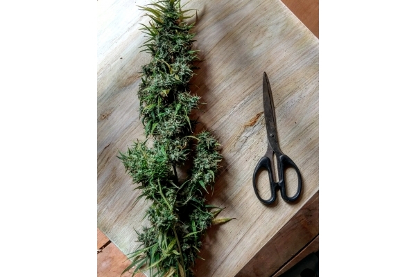 Malawi (ACE Seeds) feminizada Malawi (ACE Seeds) feminizada