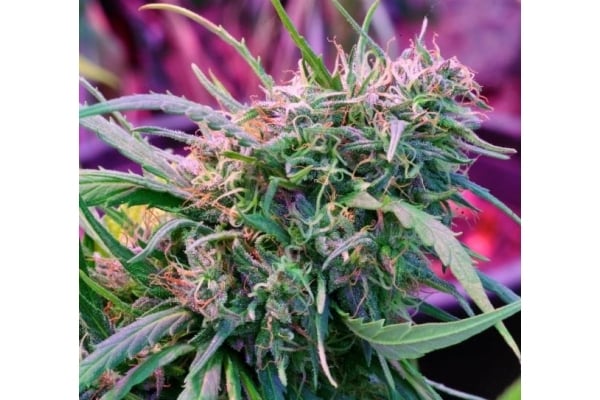 Malawi (ACE Seeds) feminizada Malawi (ACE Seeds) feminizada