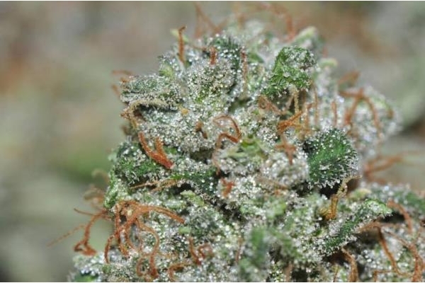 Malawi (ACE Seeds) feminizada Malawi (ACE Seeds) feminizada