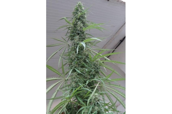 Golden Tiger (ACE Seeds) feminizada Golden Tiger (ACE Seeds) feminizada