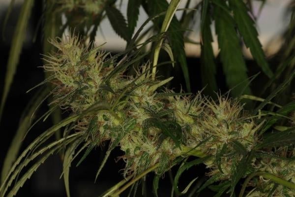 Golden Tiger (ACE Seeds) feminizada Golden Tiger (ACE Seeds) feminizada