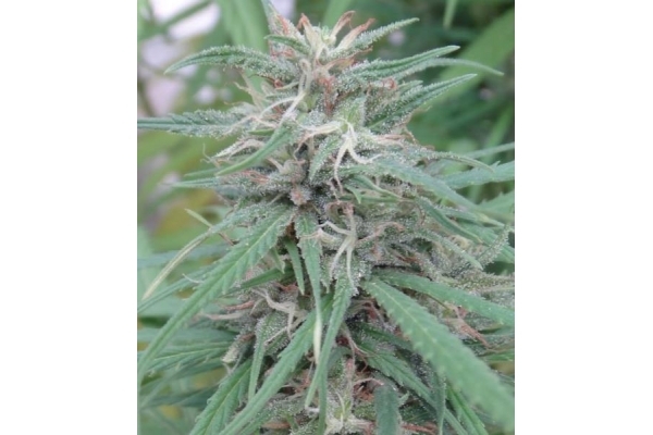 Golden Tiger (ACE Seeds) feminizada Golden Tiger (ACE Seeds) feminizada