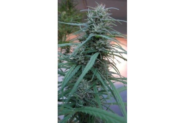 Golden Tiger (ACE Seeds) feminizada Golden Tiger (ACE Seeds) feminizada