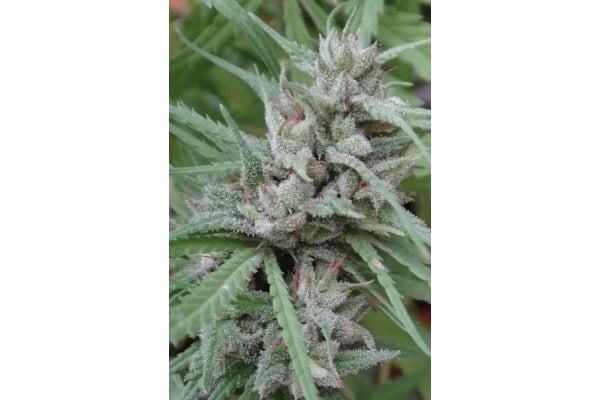 Golden Tiger (ACE Seeds) feminizada Golden Tiger (ACE Seeds) feminizada