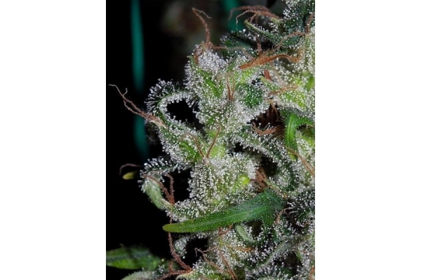 Zamaldelica (ACE Seeds) feminizada Zamaldelica (ACE Seeds) feminizada