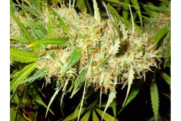 Zamaldelica (ACE Seeds) feminizada Zamaldelica (ACE Seeds) feminizada
