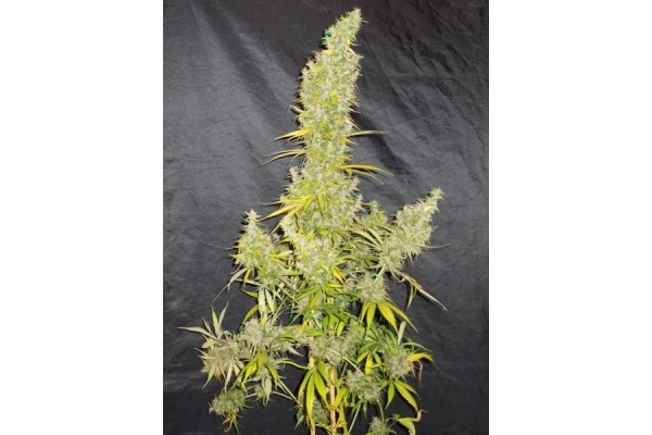 Zamaldelica (ACE Seeds) feminizada Zamaldelica (ACE Seeds) feminizada