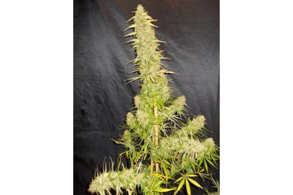 Zamaldelica (ACE Seeds) feminizada Zamaldelica (ACE Seeds) feminizada