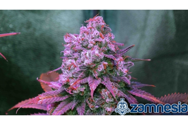 Blue Dream (Zamnesia Seeds) feminizada Blue Dream (Zamnesia Seeds) feminizada