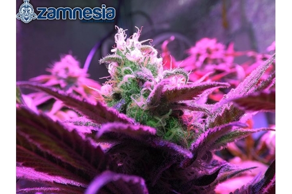 Blue Dream (Zamnesia Seeds) feminizada Blue Dream (Zamnesia Seeds) feminizada