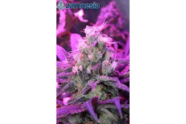 Blue Dream (Zamnesia Seeds) feminizada Blue Dream (Zamnesia Seeds) feminizada