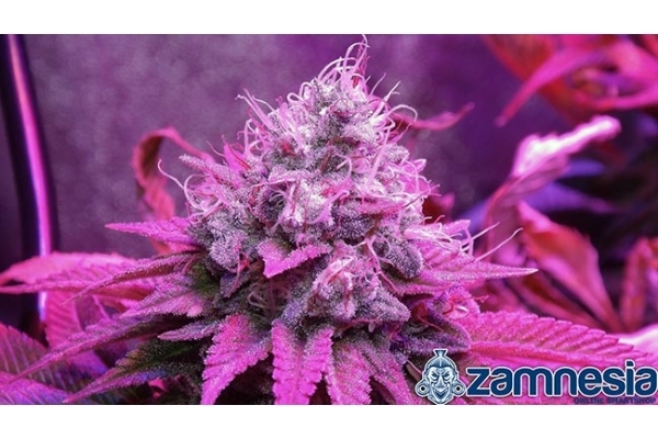 Blue Dream (Zamnesia Seeds) feminizada Blue Dream (Zamnesia Seeds) feminizada