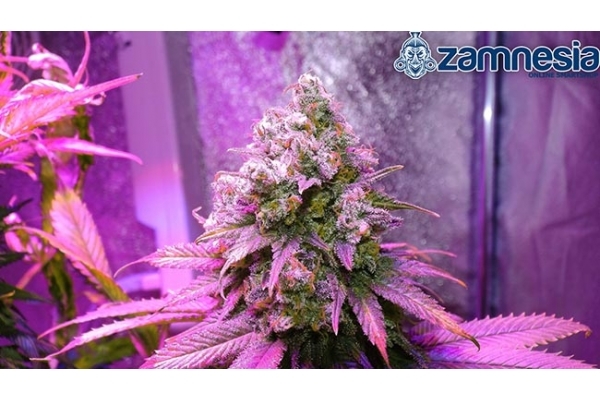 Blue Dream (Zamnesia Seeds) feminizada Blue Dream (Zamnesia Seeds) feminizada