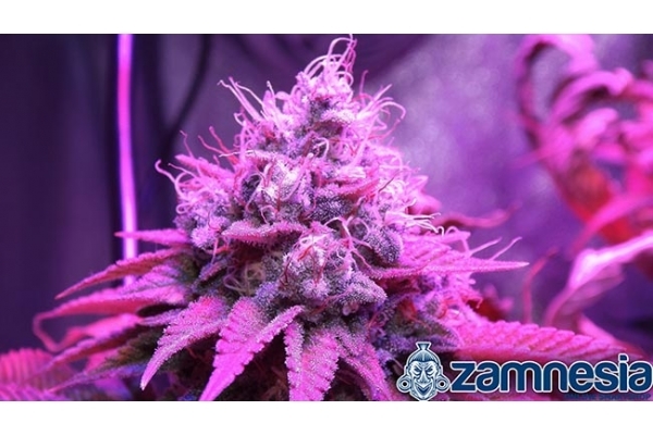Blue Dream (Zamnesia Seeds) feminizada Blue Dream (Zamnesia Seeds) feminizada