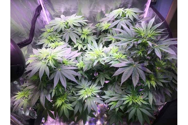 Blue Dream (Zamnesia Seeds) feminizada Blue Dream (Zamnesia Seeds) feminizada