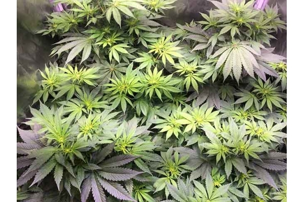 Blue Dream (Zamnesia Seeds) feminizada Blue Dream (Zamnesia Seeds) feminizada