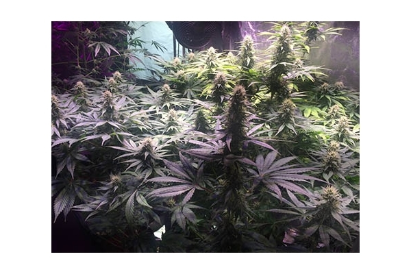 Blue Dream (Zamnesia Seeds) feminizada Blue Dream (Zamnesia Seeds) feminizada