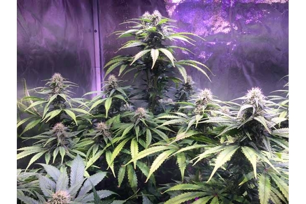 Blue Dream (Zamnesia Seeds) feminizada Blue Dream (Zamnesia Seeds) feminizada
