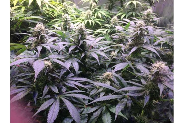 Blue Dream (Zamnesia Seeds) feminizada Blue Dream (Zamnesia Seeds) feminizada