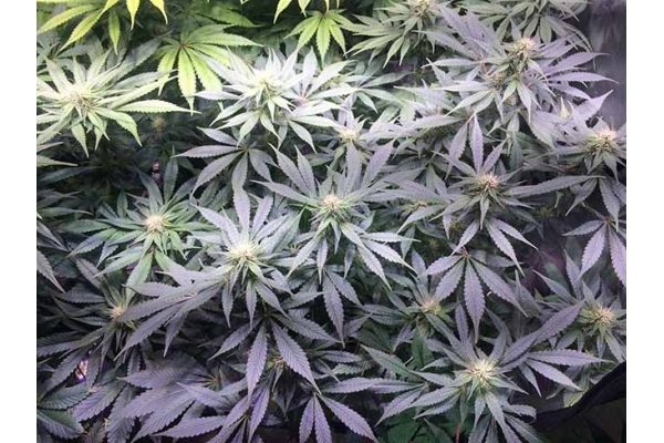 Blue Dream (Zamnesia Seeds) feminizada Blue Dream (Zamnesia Seeds) feminizada
