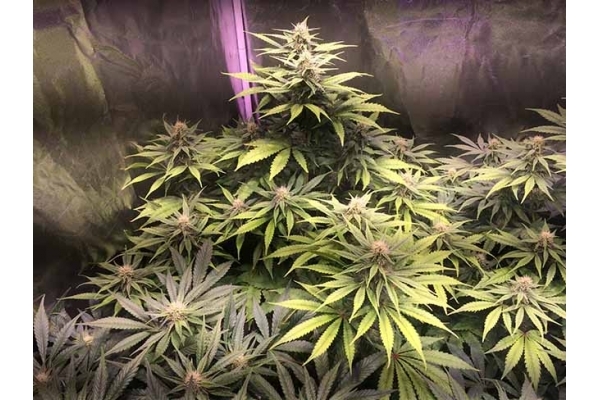 Blue Dream (Zamnesia Seeds) feminizada Blue Dream (Zamnesia Seeds) feminizada